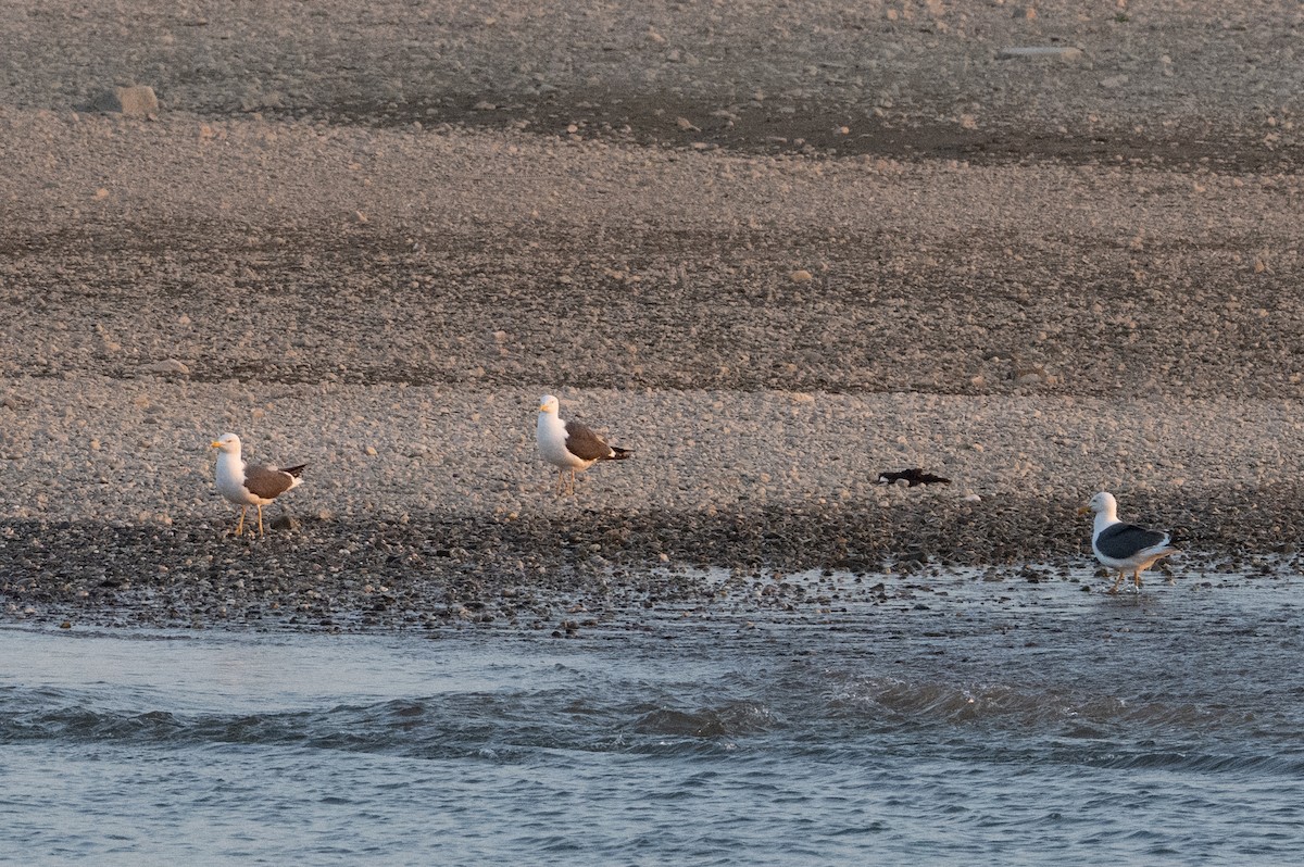 Lesser Black-backed Gull - ML586878261