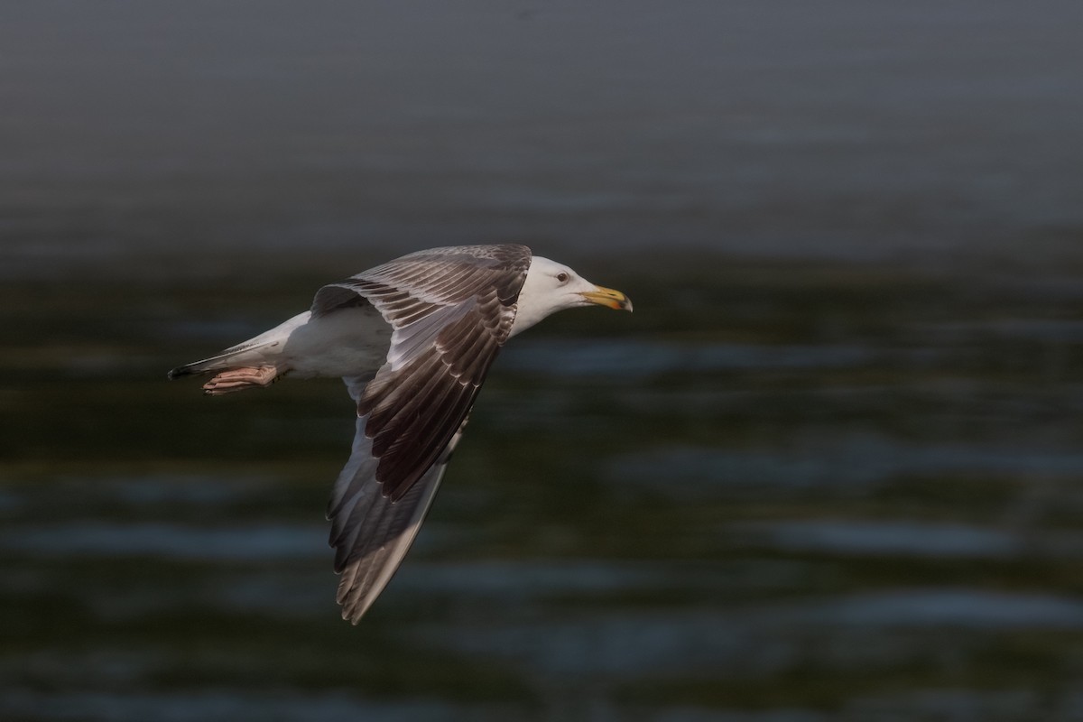 Yellow-legged Gull - ML586878301