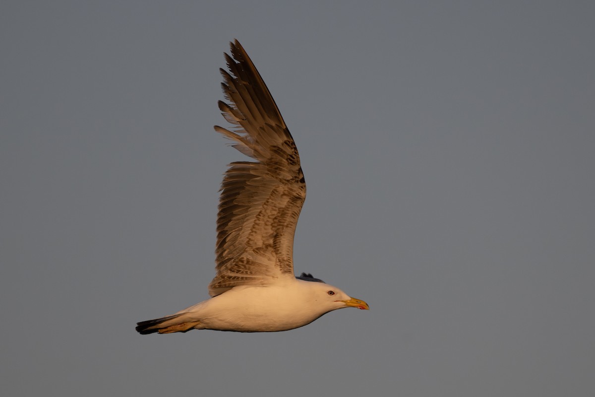 Yellow-legged Gull - Graham Gerdeman