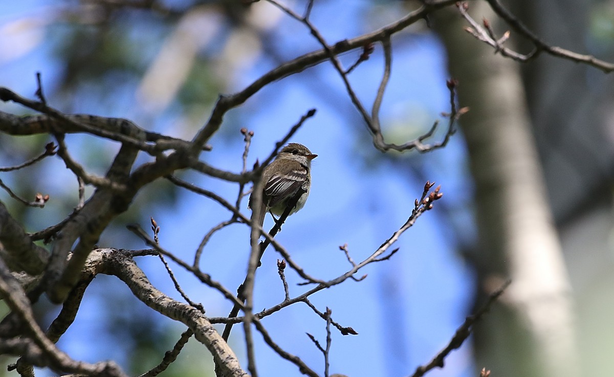 Least Flycatcher - ML586878861