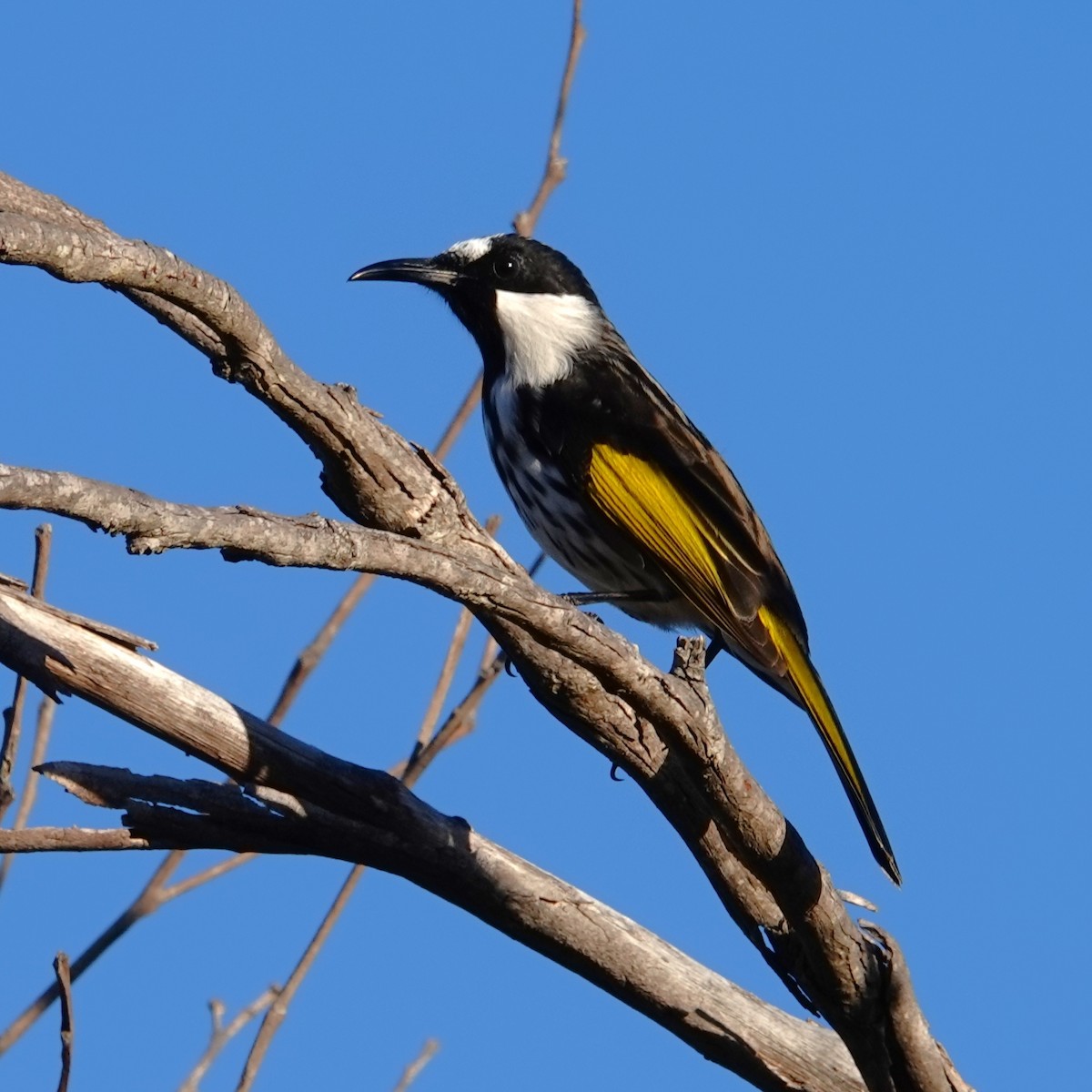 White-cheeked Honeyeater - ML586878911
