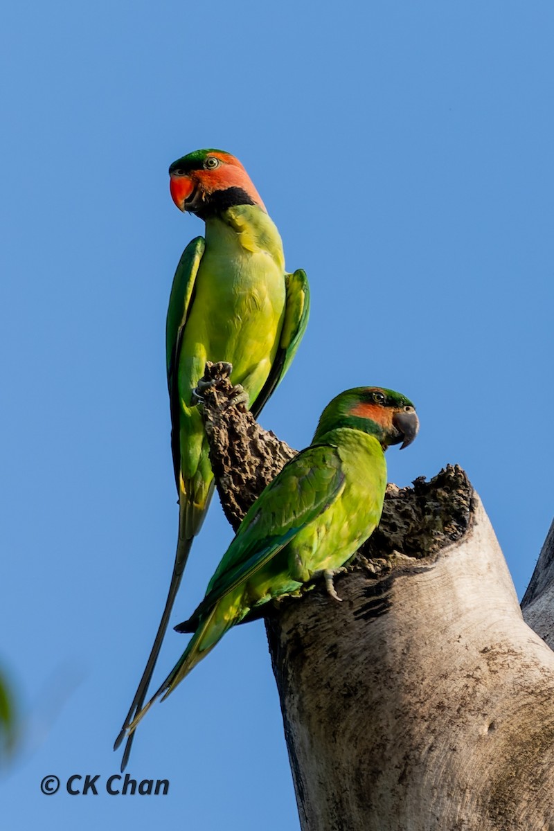 Uzun Kuyruklu Yeşil Papağan - ML586879691