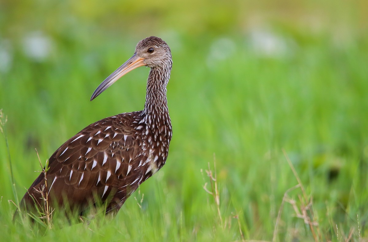 Limpkin - ML586880461