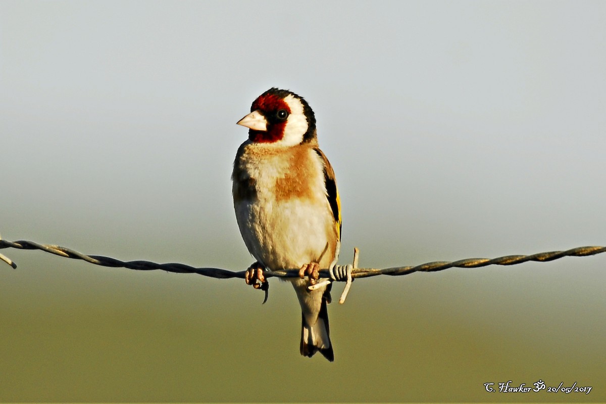 European Goldfinch - ML58688061