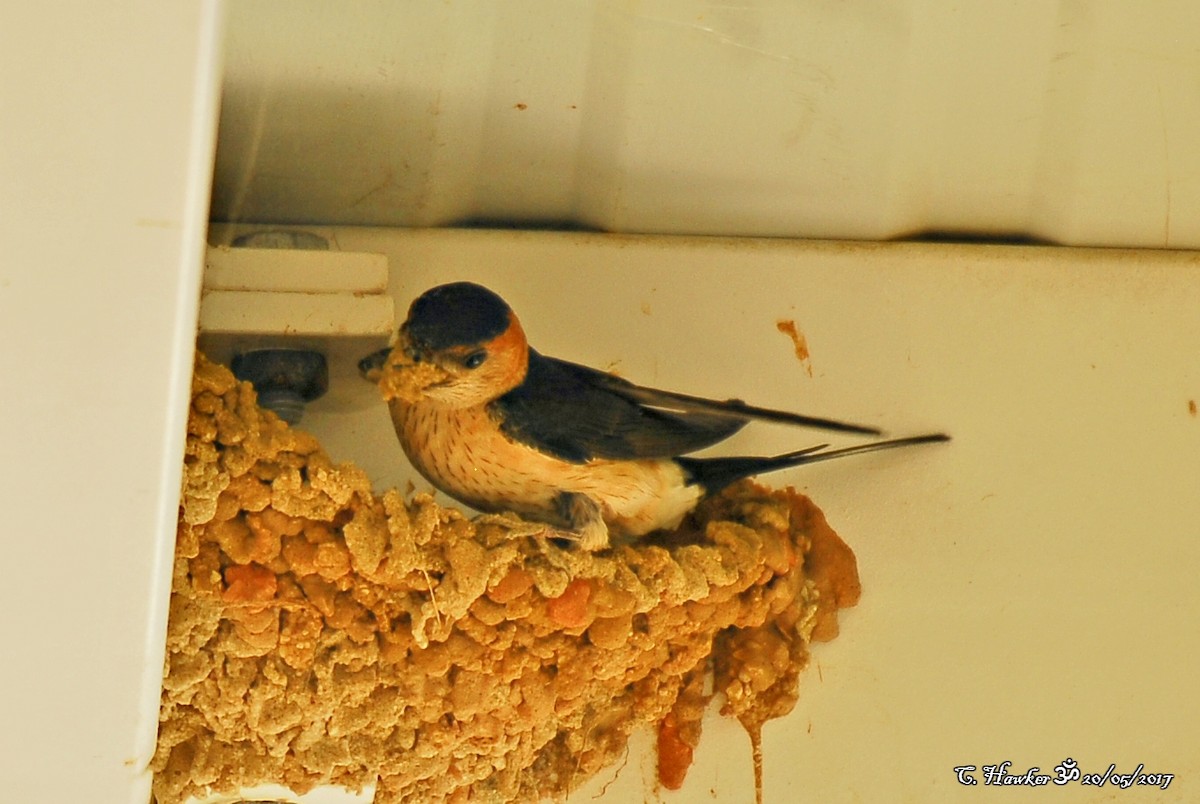 Red-rumped Swallow - ML58688121