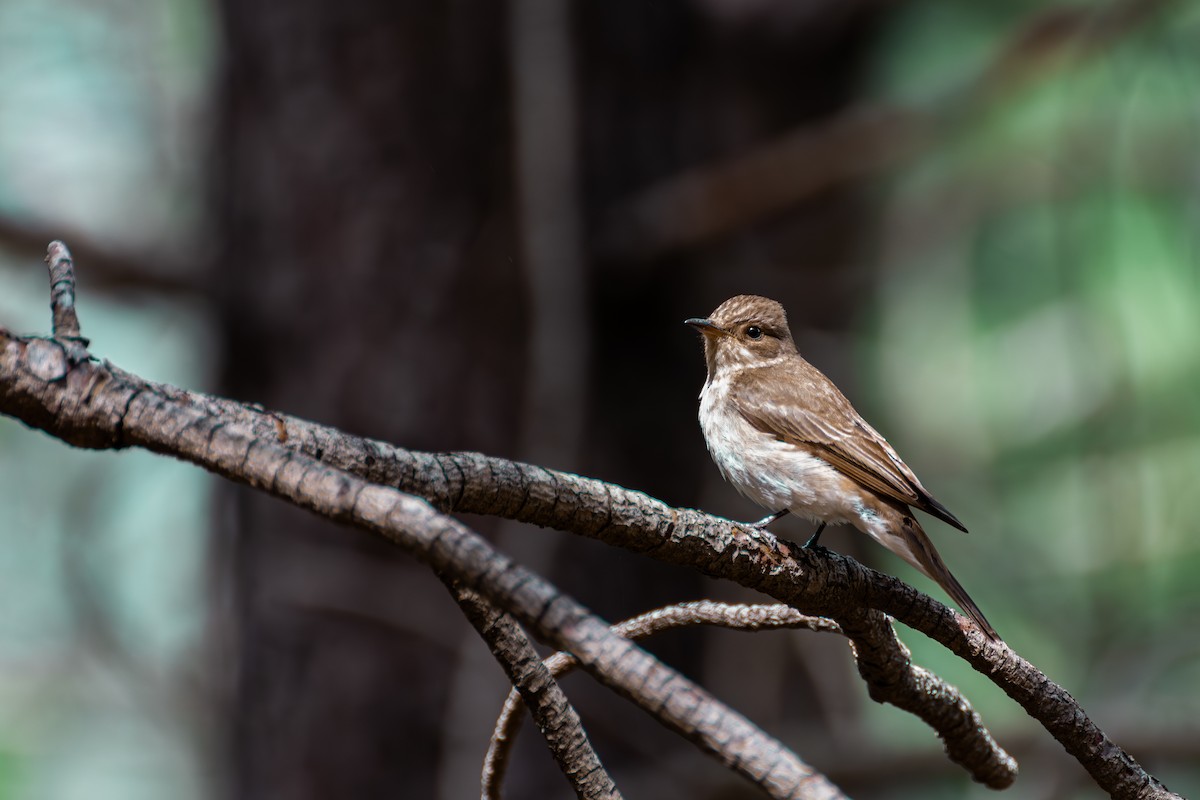 Spotted Flycatcher - titouant Gault