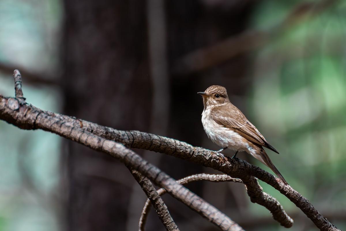 Spotted Flycatcher - ML586881871