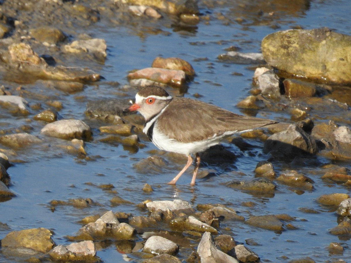 Three-banded Plover (African) - Miguel Mitchél