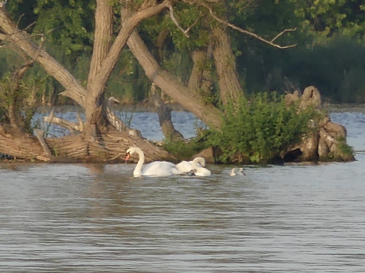 Mute Swan - ML586883361