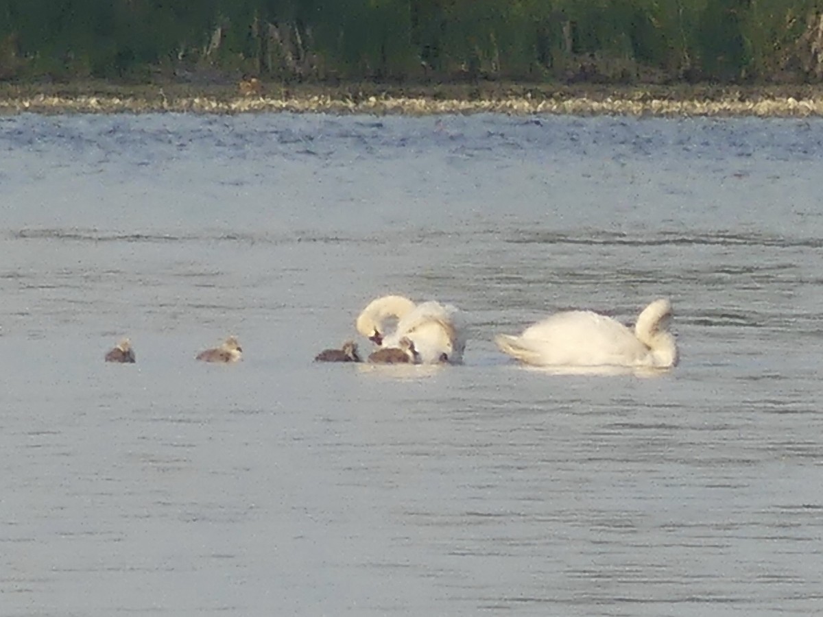 Mute Swan - ML586883381