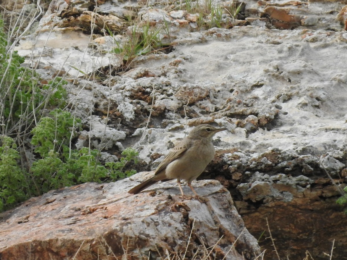 Long-billed Pipit (Middle Eastern) - ML586884641