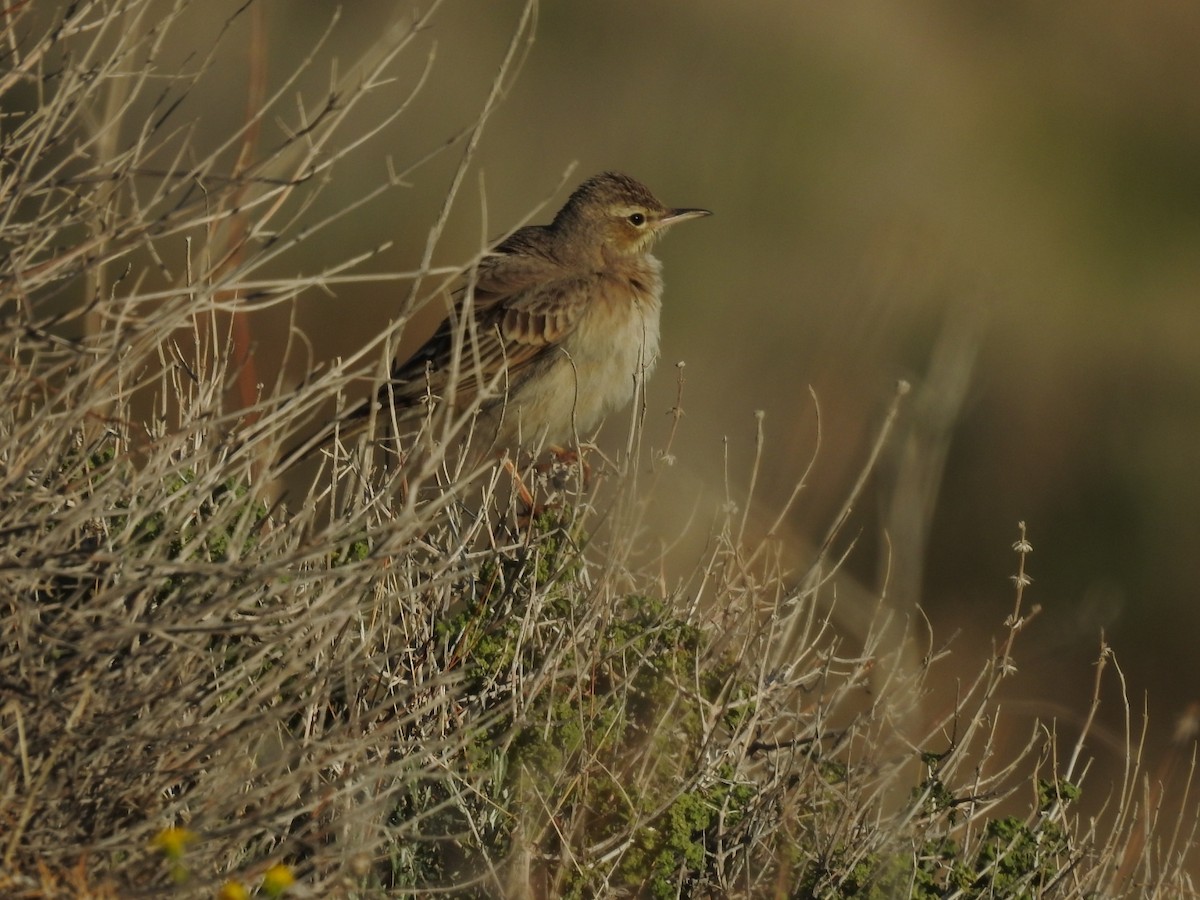 Long-billed Pipit (Middle Eastern) - ML586884651