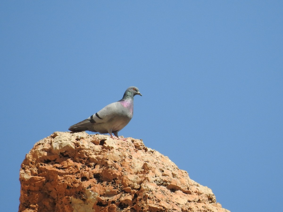 Rock Pigeon - Miguel Mitchél