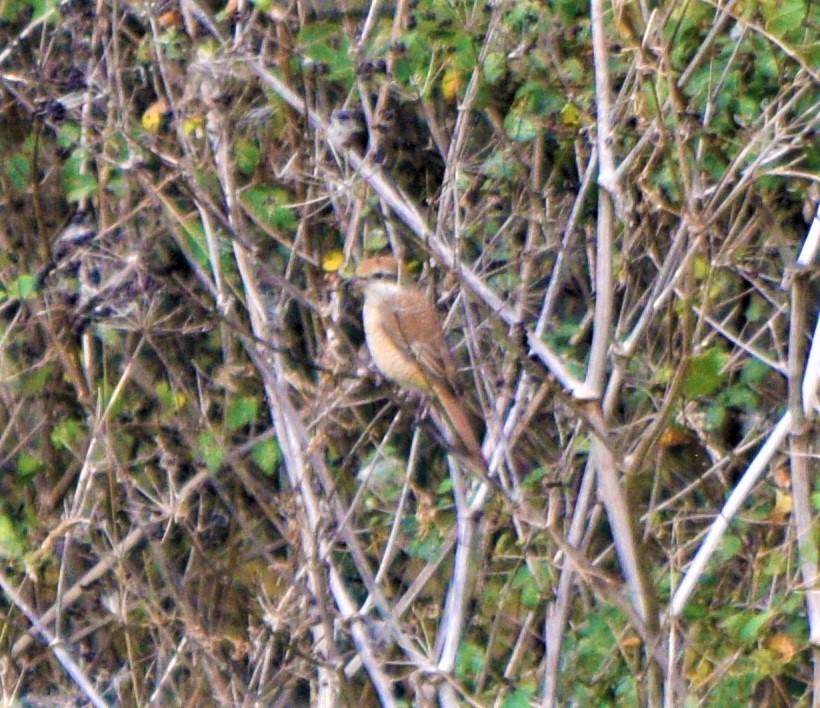 Brown Shrike - Dan  Reddington