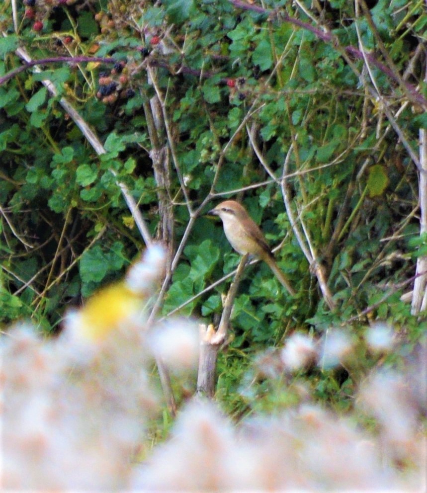 Brown Shrike - Dan  Reddington