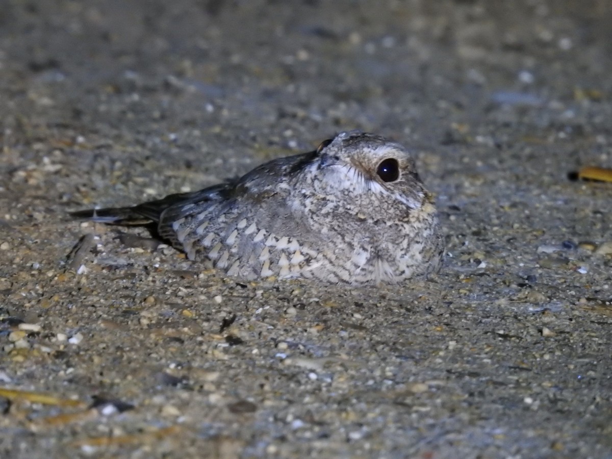 Nubian Nightjar - Miguel Mitchél