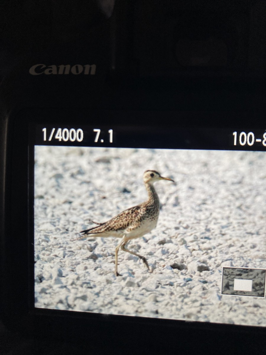 Upland Sandpiper - ML586885481