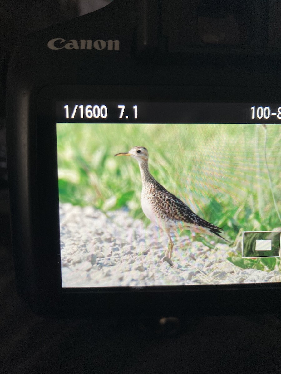 Upland Sandpiper - ML586885501