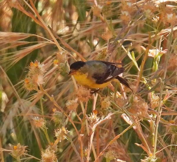 Lesser Goldfinch - ML586885641