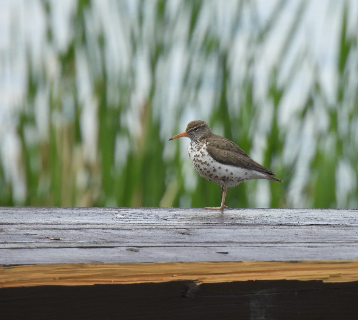 Spotted Sandpiper - ML586887131