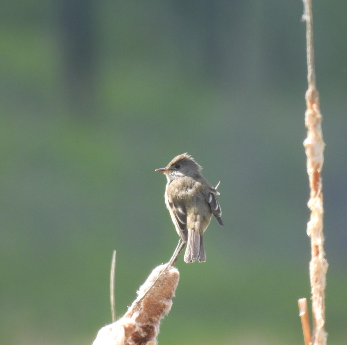 Willow Flycatcher - ML586887151