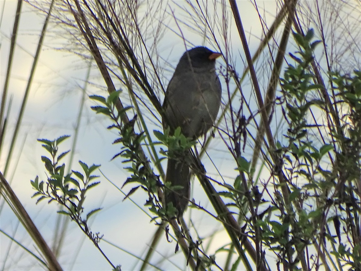 Great Pampa-Finch - ML586887231