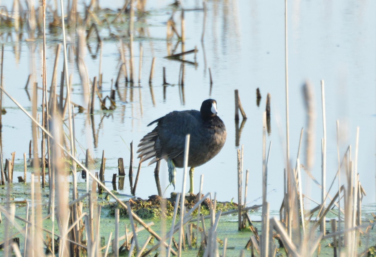 American Coot - ML586887771