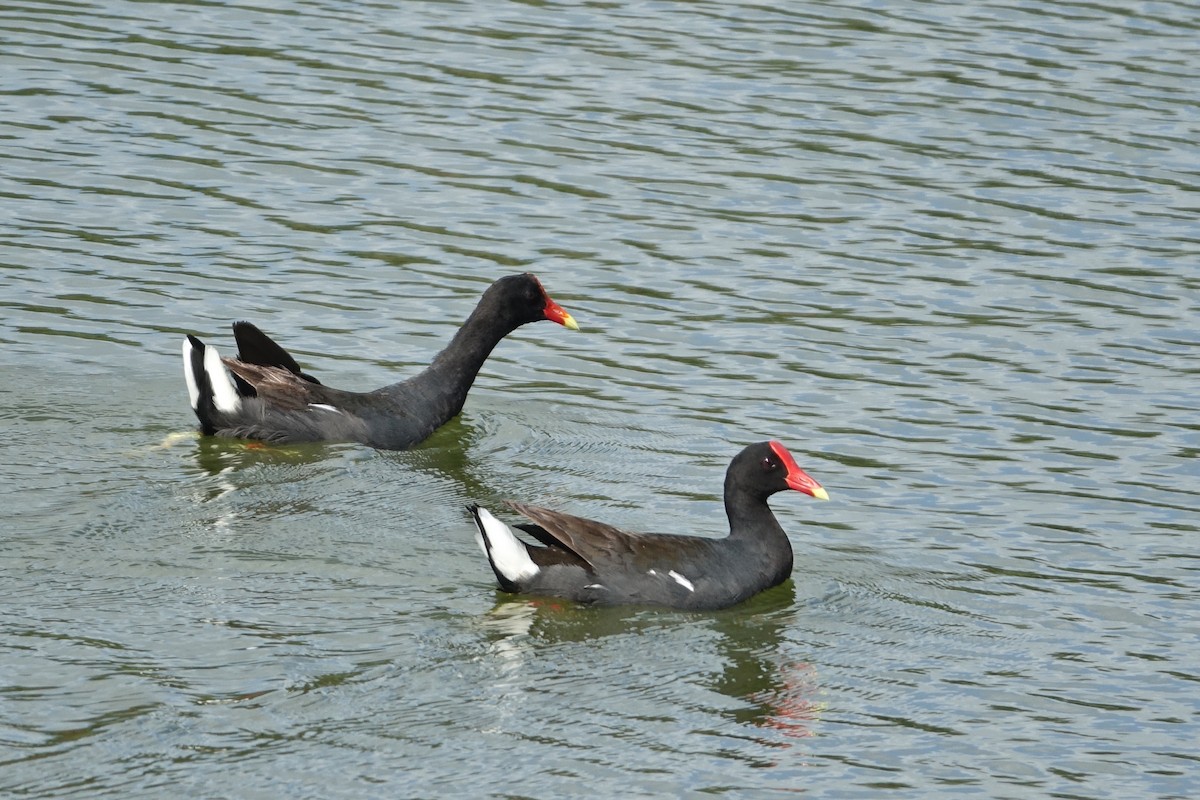 Gallinule d'Amérique - ML586888421