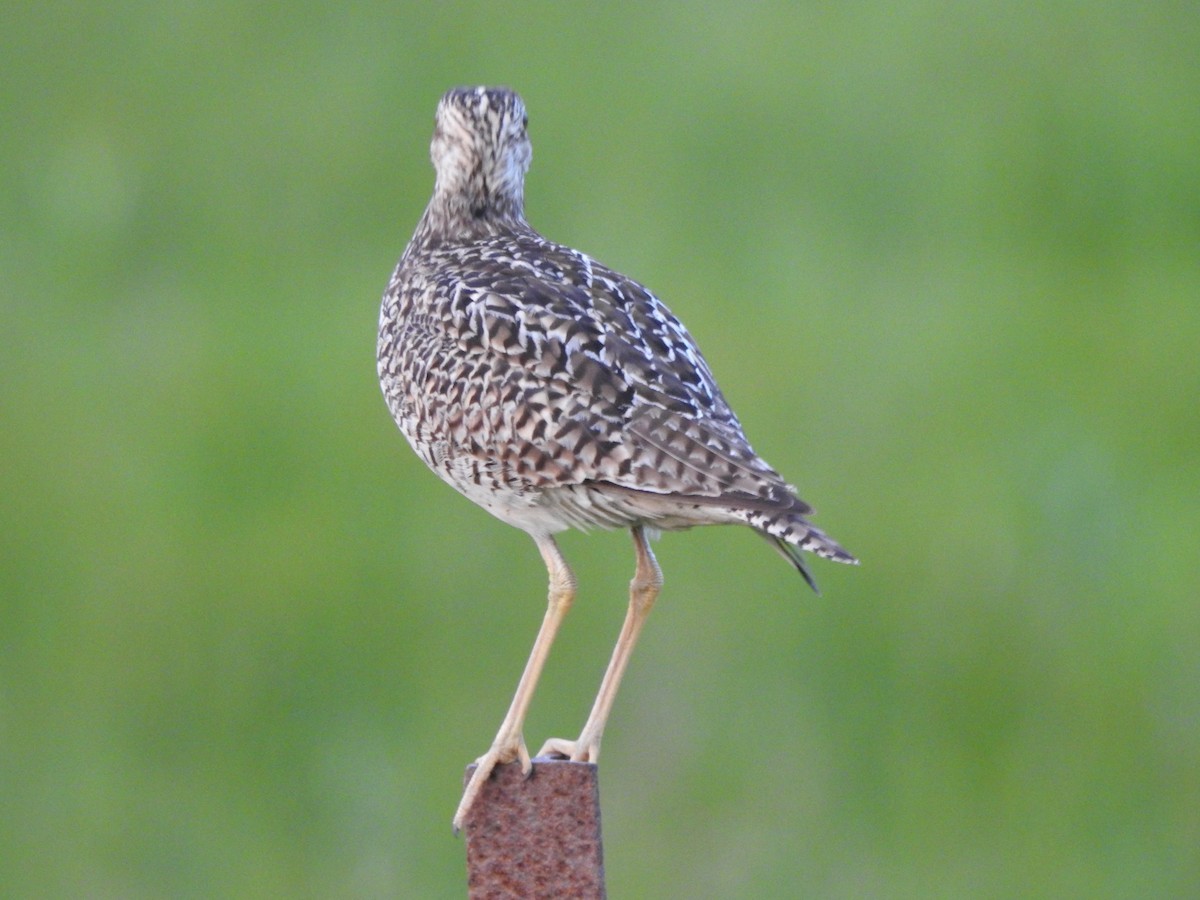 Upland Sandpiper - Dave Milsom