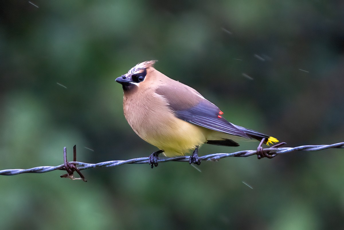 Cedar Waxwing - ML586889301