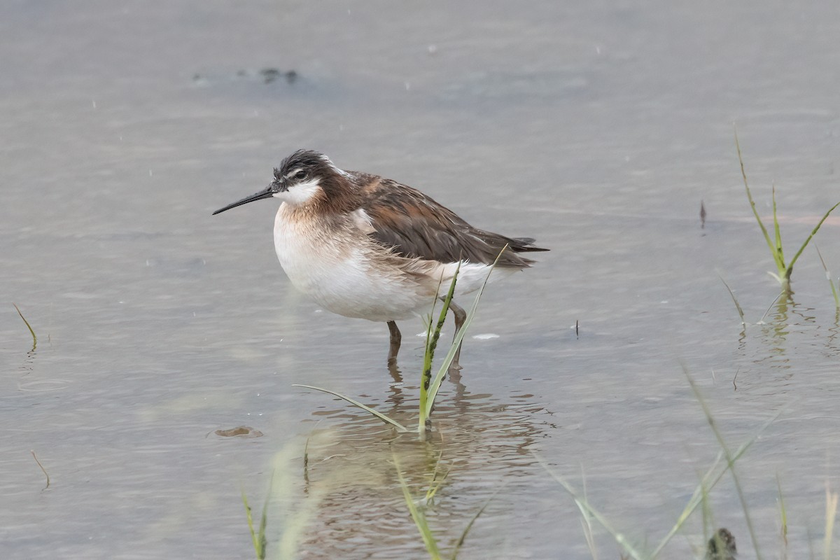 Phalarope de Wilson - ML586889491