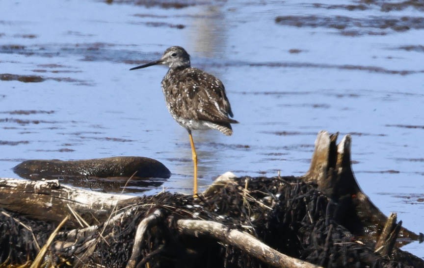 Greater Yellowlegs - ML586889501