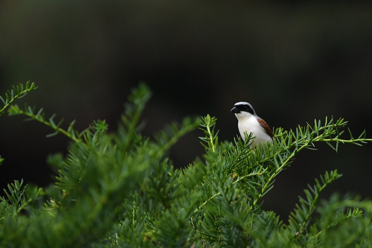 Tiger Shrike - ML586890081