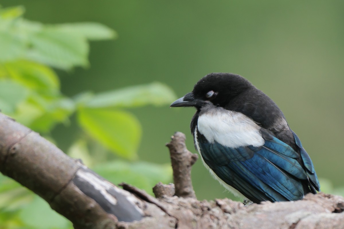 Eurasian Magpie - ML586890671