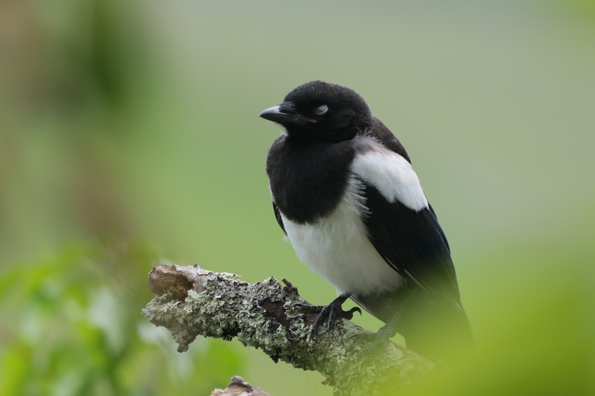 Eurasian Magpie - ML586890681