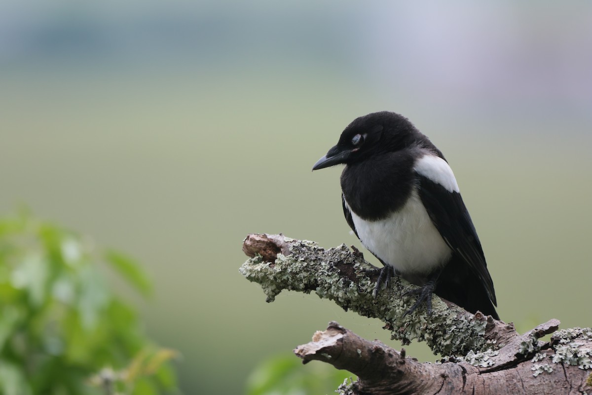 Eurasian Magpie - ML586890691