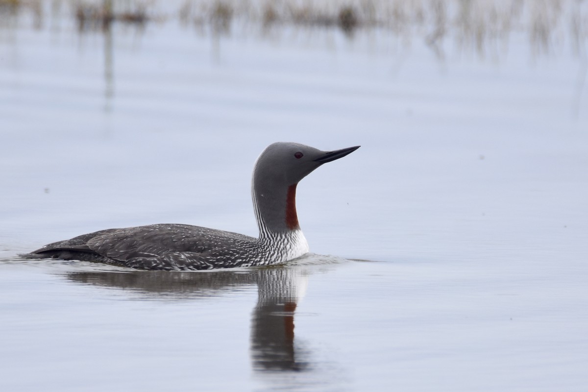 Red-throated Loon - ML586891951