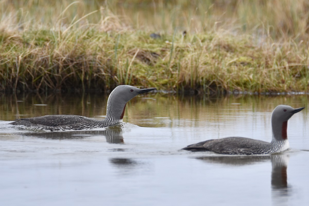 Red-throated Loon - ML586891971