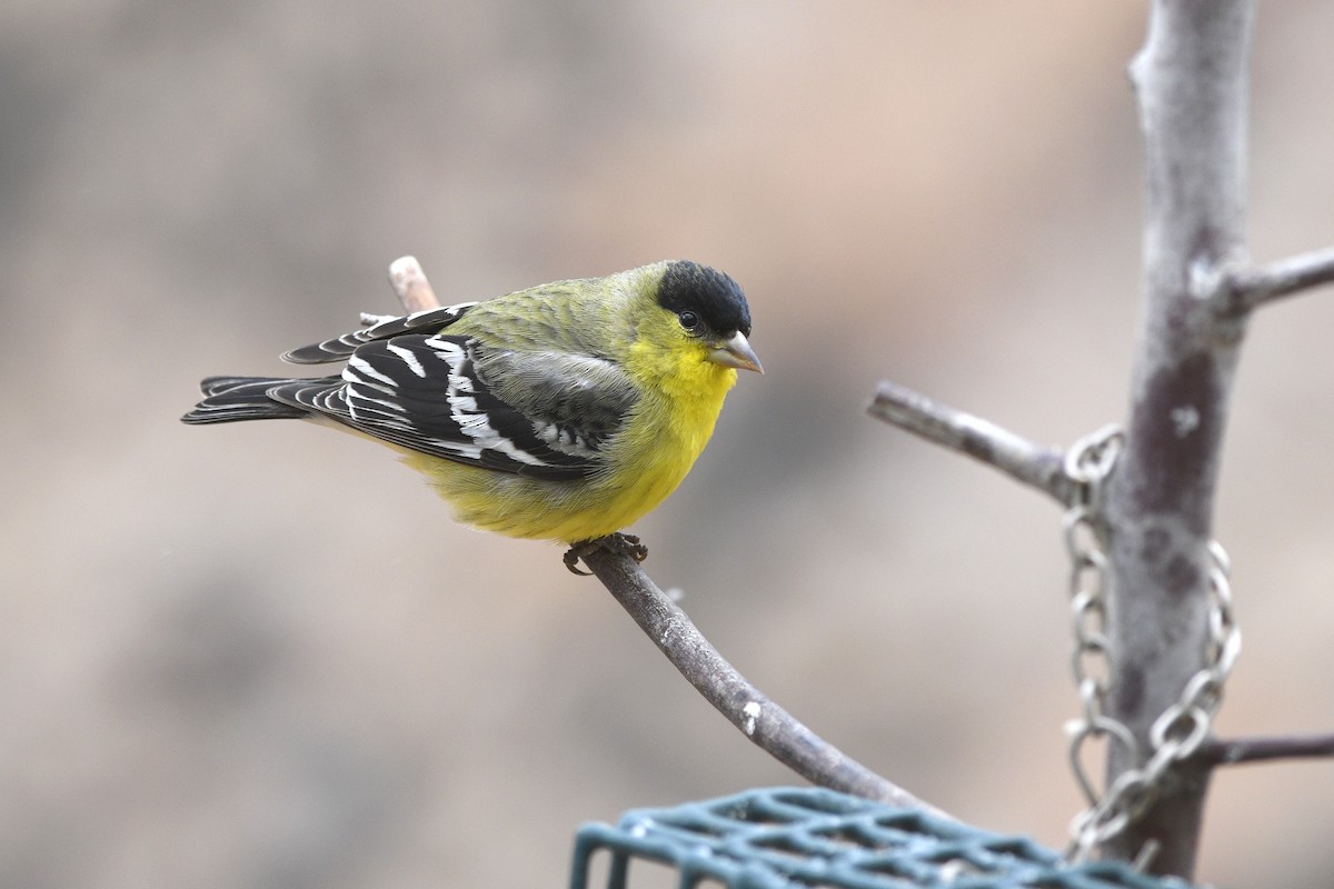 Lesser Goldfinch - ML586892051