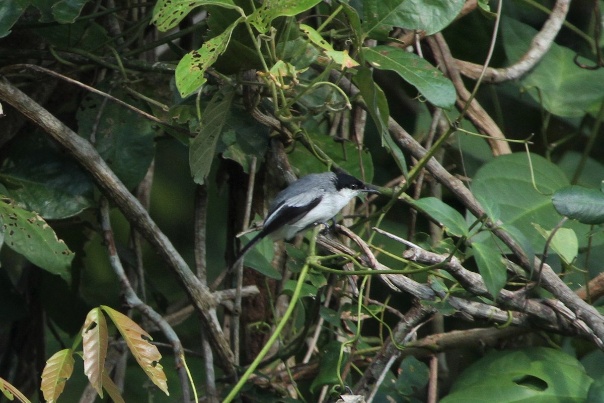 Tropical Gnatcatcher - ML586892831