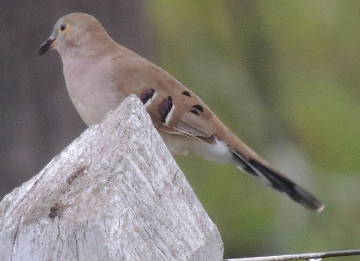 Long-tailed Ground Dove - ML586893671