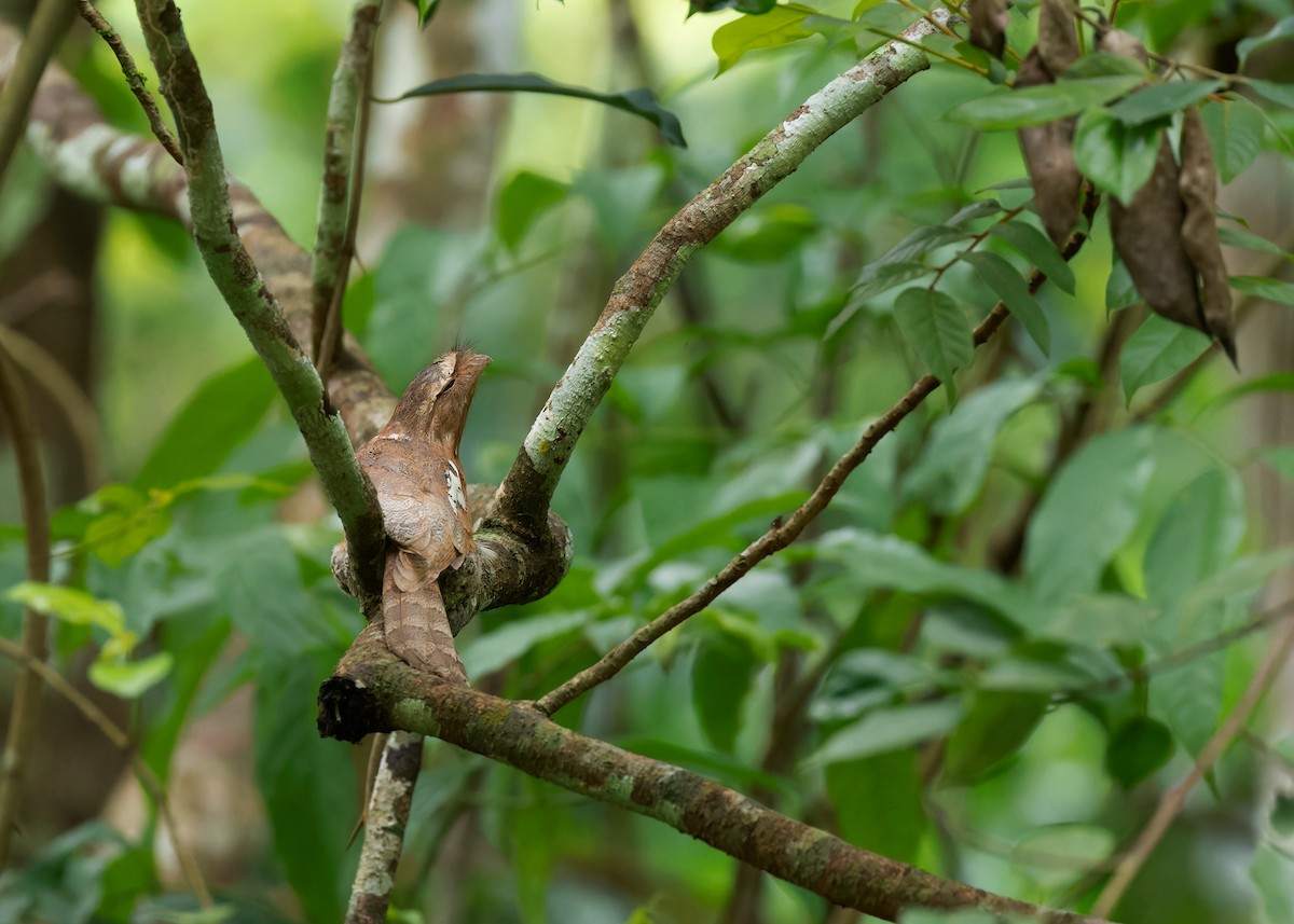 Blyth's Frogmouth (Indochinese) - ML586893691