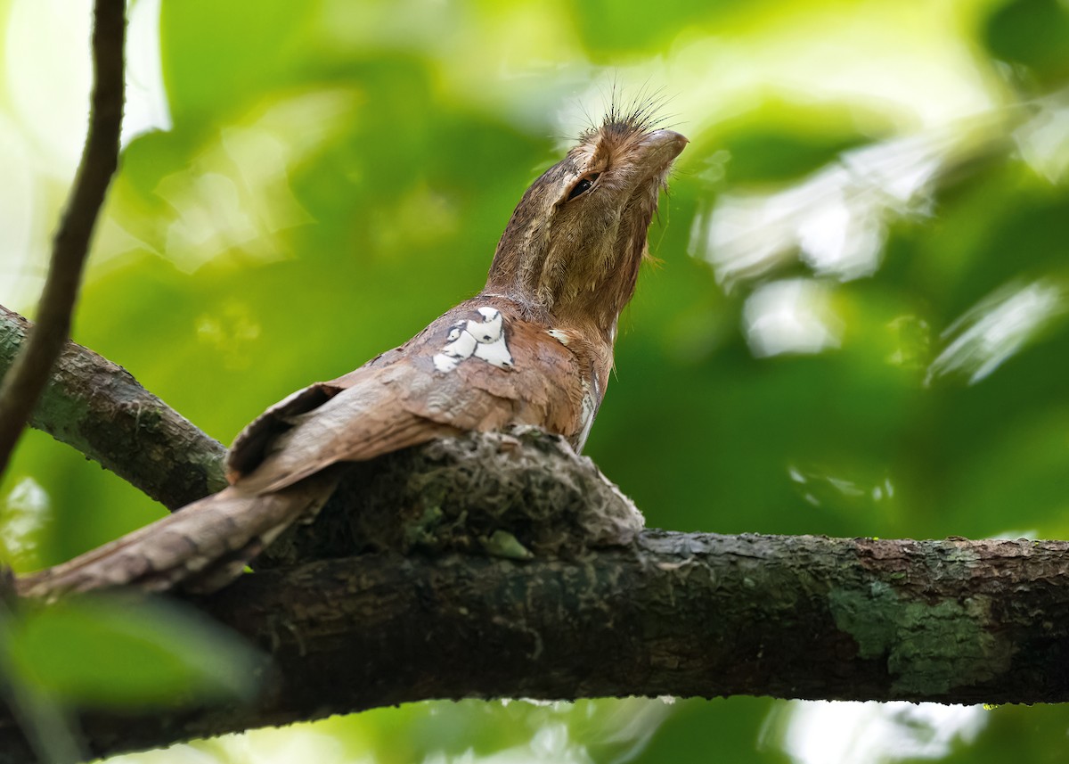 Blyth's Frogmouth (Indochinese) - ML586893701