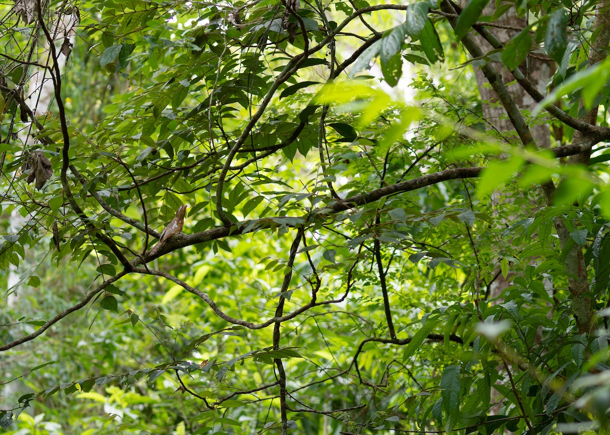 Blyth's Frogmouth (Indochinese) - ML586893761