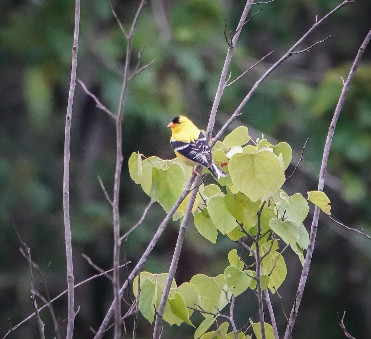 American Goldfinch - ML586894061