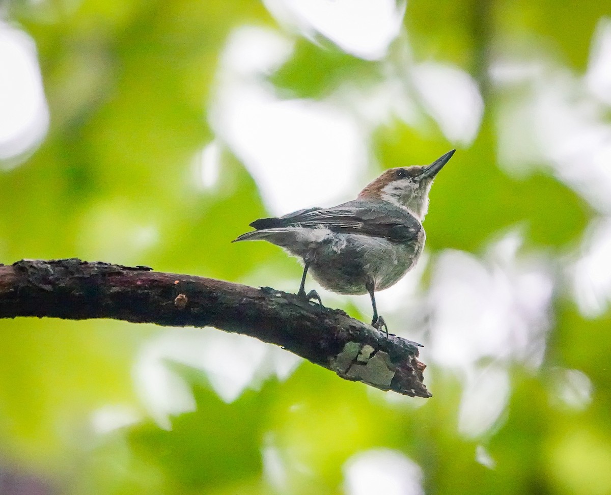 Brown-headed Nuthatch - ML586894161