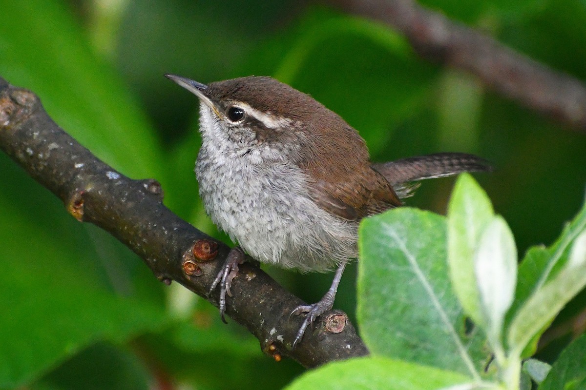 Bewick's Wren - ML586895671