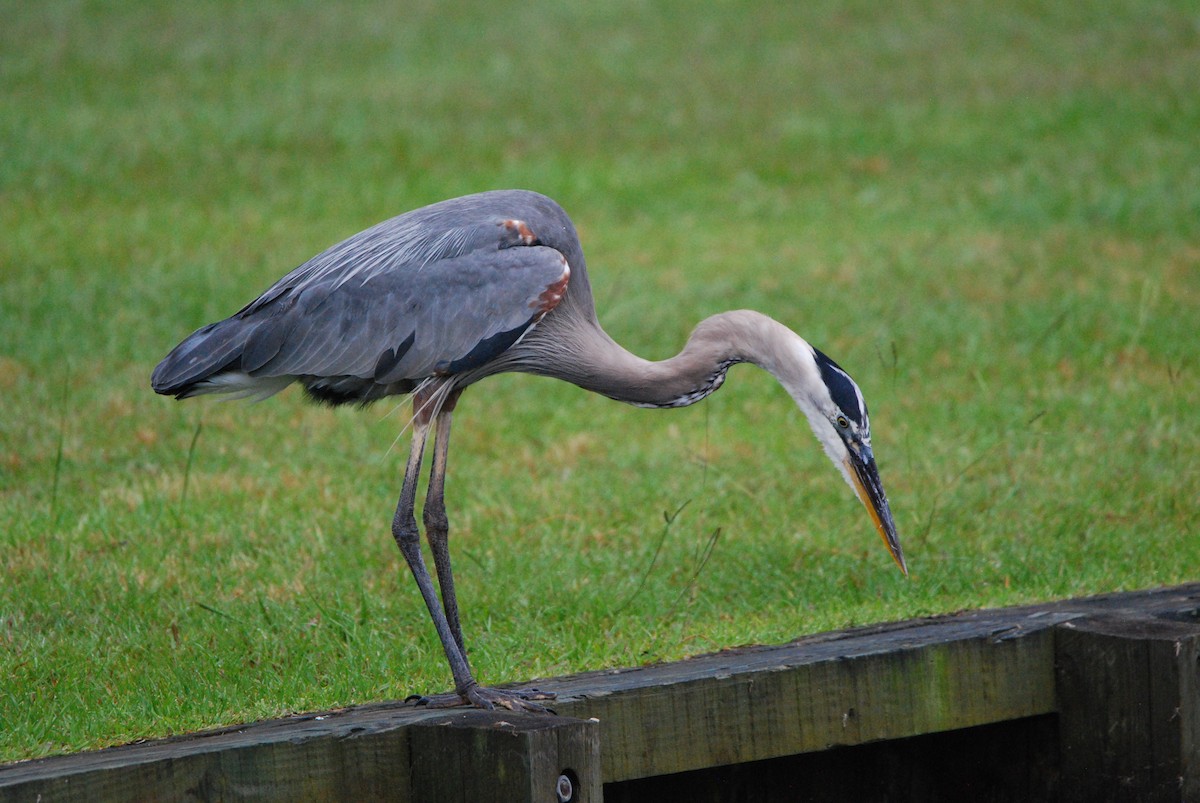 Great Blue Heron - ML586896021