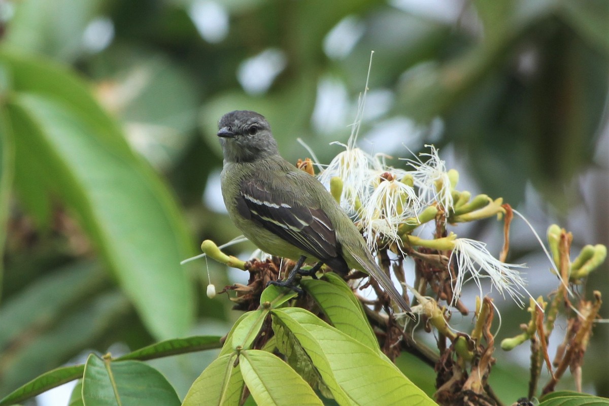 Yellow-crowned Tyrannulet - ML586896471