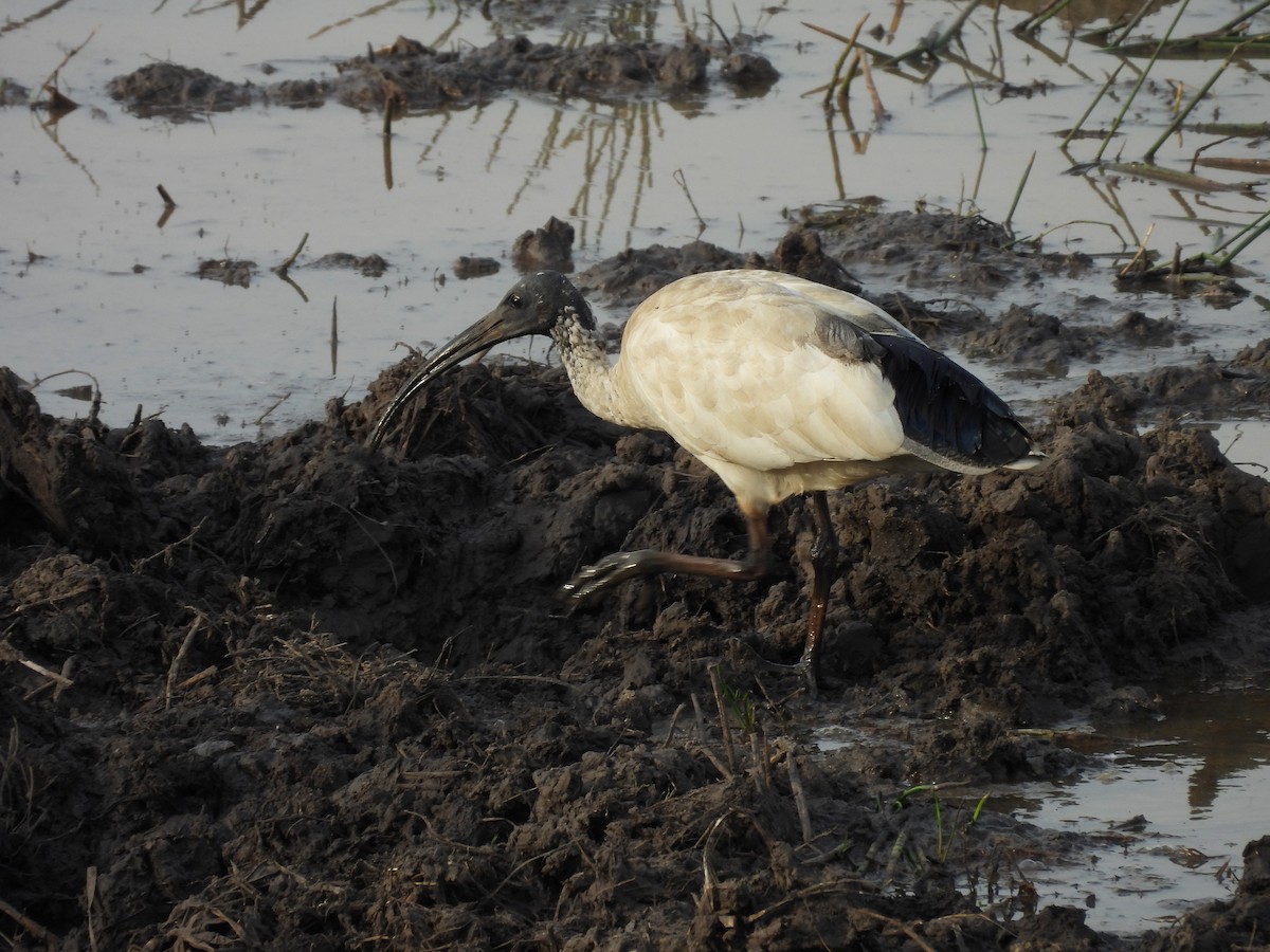 Ibis à cou noir - ML586897161